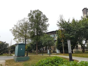 校园建筑周边景致