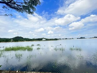 湖畔蓝天水草静谧风光