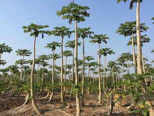 木瓜种植园 挺拔植株成片