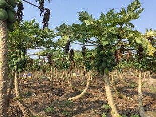 木瓜种植园景象