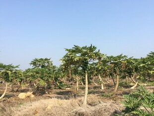 木瓜种植园景象