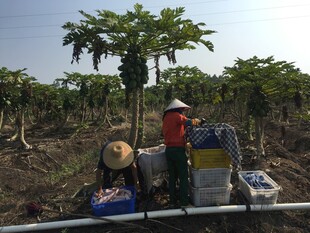 田间劳作的农民与物资