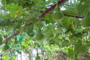 藤蔓上的青绿色瓜类果实