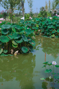 夏日荷塘绿意浓