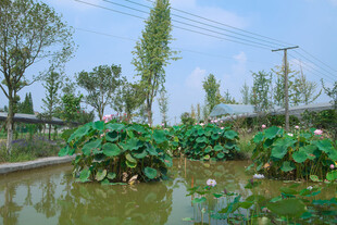 池塘荷花景致