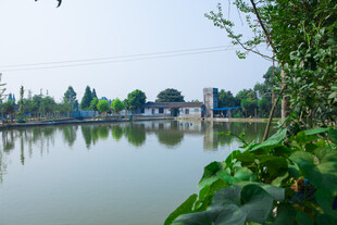 湖畔绿意景致 宁静水乡风光