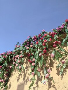 墙头绽放的艳丽花朵