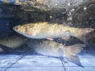 草鱼  鲩鱼  游着的草鱼