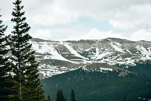 雪山与松林的绝美景色