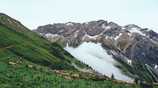 高山绿野间的壮丽雪景