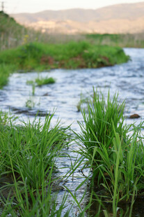 溪边嫩绿青草与潺潺流水