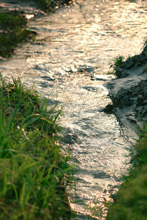 溪边绿草与潺潺流水