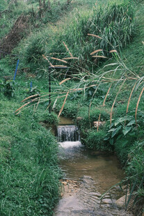 山间小溪潺潺流淌
