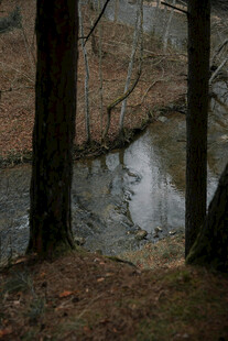 林间静谧小河畔景色
