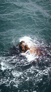 海面上游泳的海狮