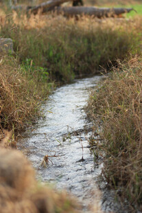 溪边草木与潺潺流水