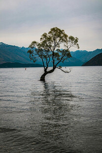 孤树傲立水中的静谧景致