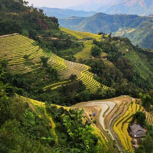 山间壮丽梯田景观