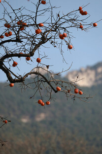 枝头红柿映远山