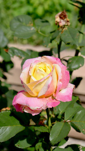 娇艳双色玫瑰绽放