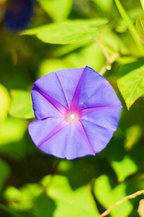 蓝紫色牵牛花特写