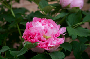 娇艳粉色月季花绽放