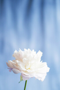 白色单朵芍药花特写