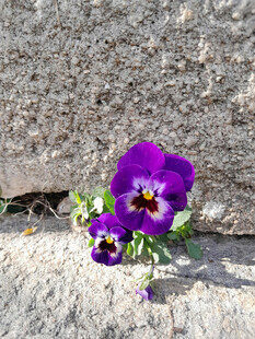 石缝中的紫色三色堇