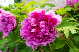 娇艳盛开的紫牡丹