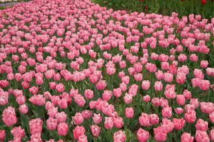 粉色郁金香花海美景
