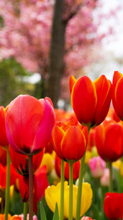 春日艳丽郁金香花丛