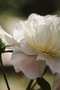 白色娇艳盛开的美丽花朵