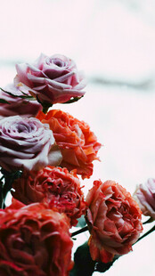 多彩娇艳的绽放花朵