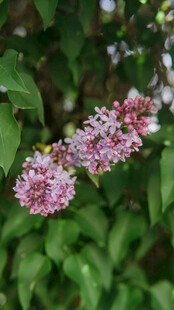 绽放的紫丁香花