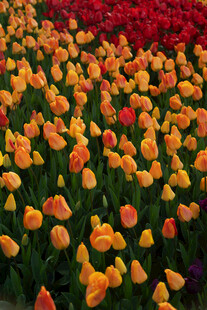 多彩郁金香花海