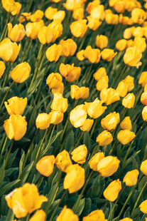 金黄灿烂的郁金香花海