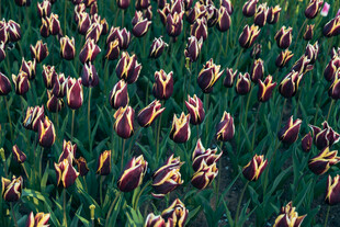 多彩郁金香花海
