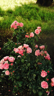 粉色娇艳月季花绽放