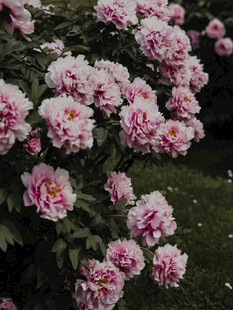 娇艳盛开的粉色牡丹花