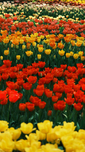 多彩郁金香花海
