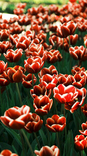 鲜艳红郁金香花海
