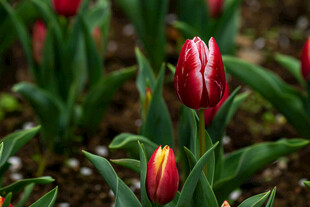 娇艳郁金香绽放于绿叶间