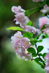 粉色盛开的娇艳花卉