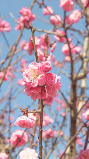 盛开的粉色梅花