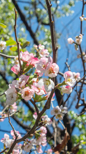 春日烂漫桃花枝头绽放