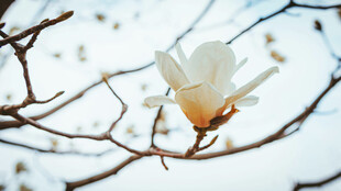 枝头绽放的玉兰花