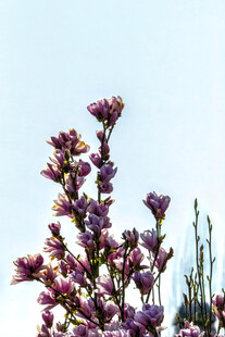 枝头绽放的紫色花卉