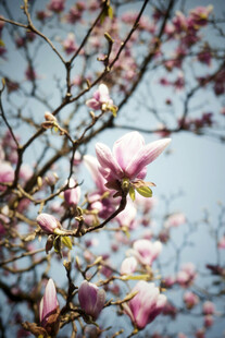 玉兰花枝绽放美丽姿态