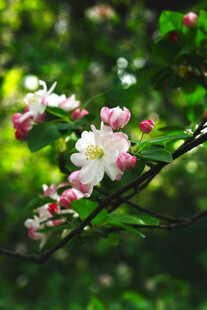 枝头绽放的粉嫩苹果花