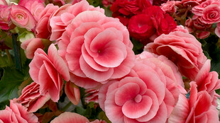 娇艳粉色海棠花绽放